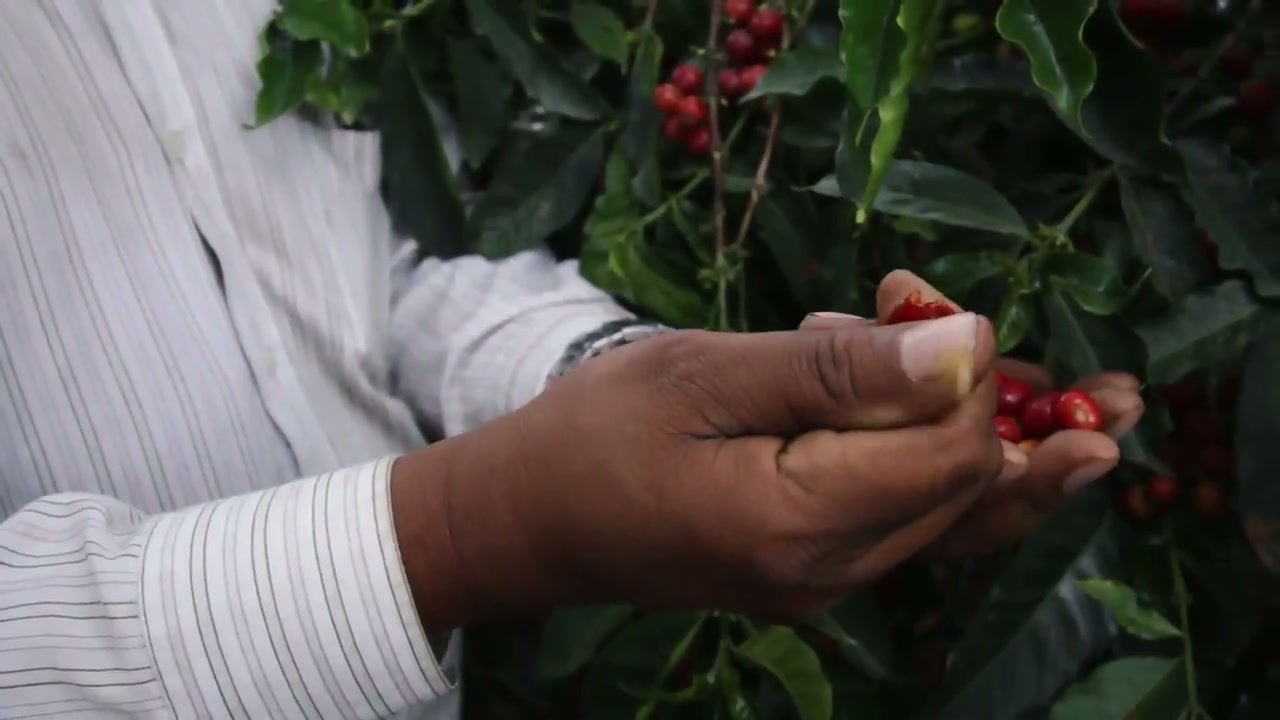 Coffee farm aerial view